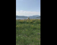 big white dog runs to camera yellow flower field