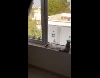 Birds line up for feeds outside window