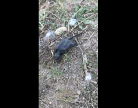 black baby turtle in grass