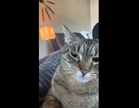 Cat lays on hooman and growls the entire time 