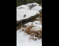 Collab DailyDoseOfInternet - Rat on snow grabbed fast by hawk