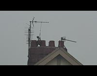 Falcon stuck on the roof then rescued by the firemen