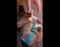 Dog plays and gets scratches from owner