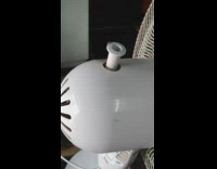 Fly run around in circles at the Electric Fan