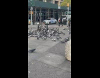 Pigeons Gather Around Lady as she Feeds Them