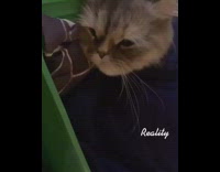 Expectations vs reality brown cat green bed 