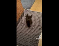 Collab Clips MPUGC2 - Woman meows back at pet kitten 