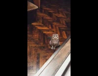 Grey brown cat sits looks up sad 