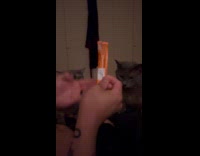 Cat tries to steal food from brother