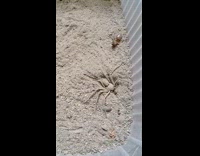 Spider buries itself and camouflages into sand 