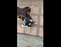 Two pet dog chases and play with each other