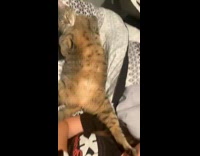 Cat laying in bed with girl spread apart 