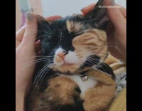 Black orange cat ears massage closes eyes 