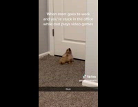 Collab BitchMP - Small dog barking at white door 