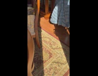 Cat trying to catch wiggling finger shadow