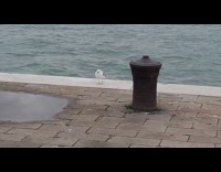 Seagull bird at bay suddenly laughs loudly