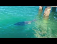 Big grouper swims near surface 