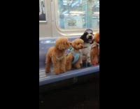 Poodle dogs sit properly during train ride