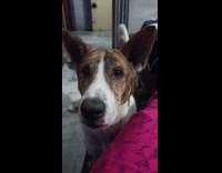 Woman call dog good boy bait biscuit