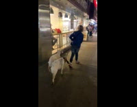 Old man drag two goats on street