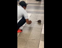 Collab Subway Creatures - Man touch large rat in train station