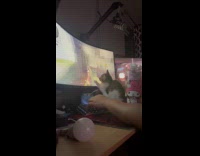 Kitten touch monitor screen while guy play FPS