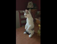 Kitten sits on two back legs