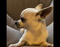 Collab DailyDoseOfInternet - White Chihuahua turns and look towards camera