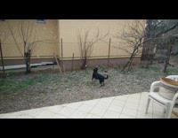 Pet dog jumps and catches snow on the backyard