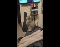 Grey cat watches guy eat food bed