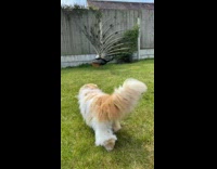 Cat gets scared of peacock 
