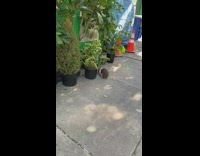 Bunny hops near plants 