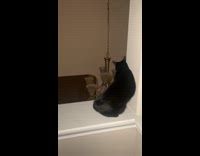 Cat falls off second floor of house 
