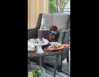 Puppy joins hoomans on wine night