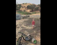 Toddler chases away sheep 