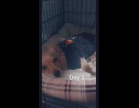 days after heart surgery