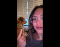 Collab Clips MPUGC - Dog breaks blinds to see outside window 