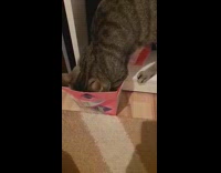 Cat takes pad out pink box 