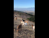 Girl runs at scares fenced goats pt. 2
