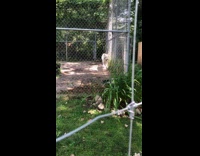 Man farts while filming white tiger