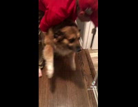 Collab BitchMP - Big brown dog doesnt want to be dragged into bathroom