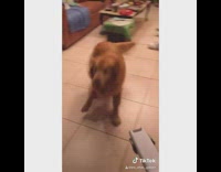 Golden retriever dog is scared of vacuum  