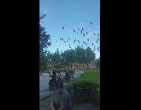 Flock of pigeon flies together at the park