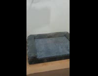 Dog choose smaller bed than bigger bed