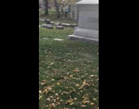 Woman hold black blue number balloons graveyard