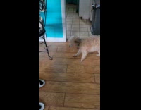 Dog jumps to reach treats on hand