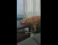 Dog laying sitting and standing all at the same time 