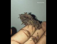 Guy holds brown scorpion bug with babies 