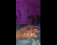 Collab BitchIG2 - Flipping brown dog laying in blanket to other side