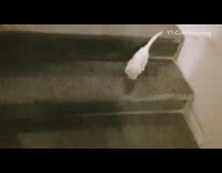 White kitten walks down stairs follows guy